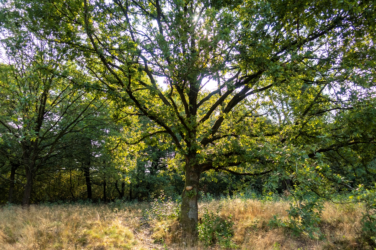 Organisatie-terrein-Ter-Borgh